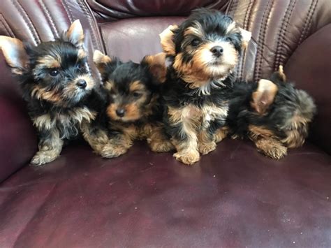 Yorkshire Terriër pups te koop .